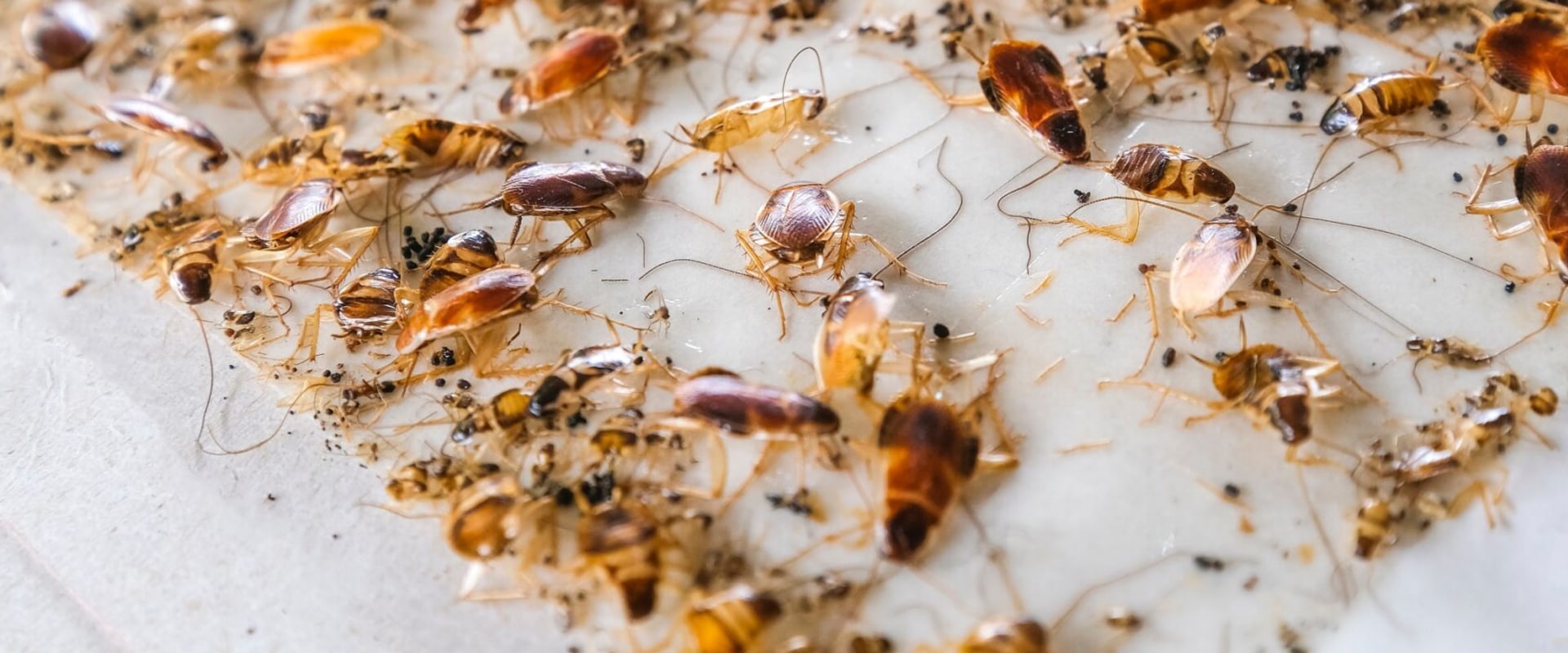 How to Prevent Cockroaches in the Kitchen