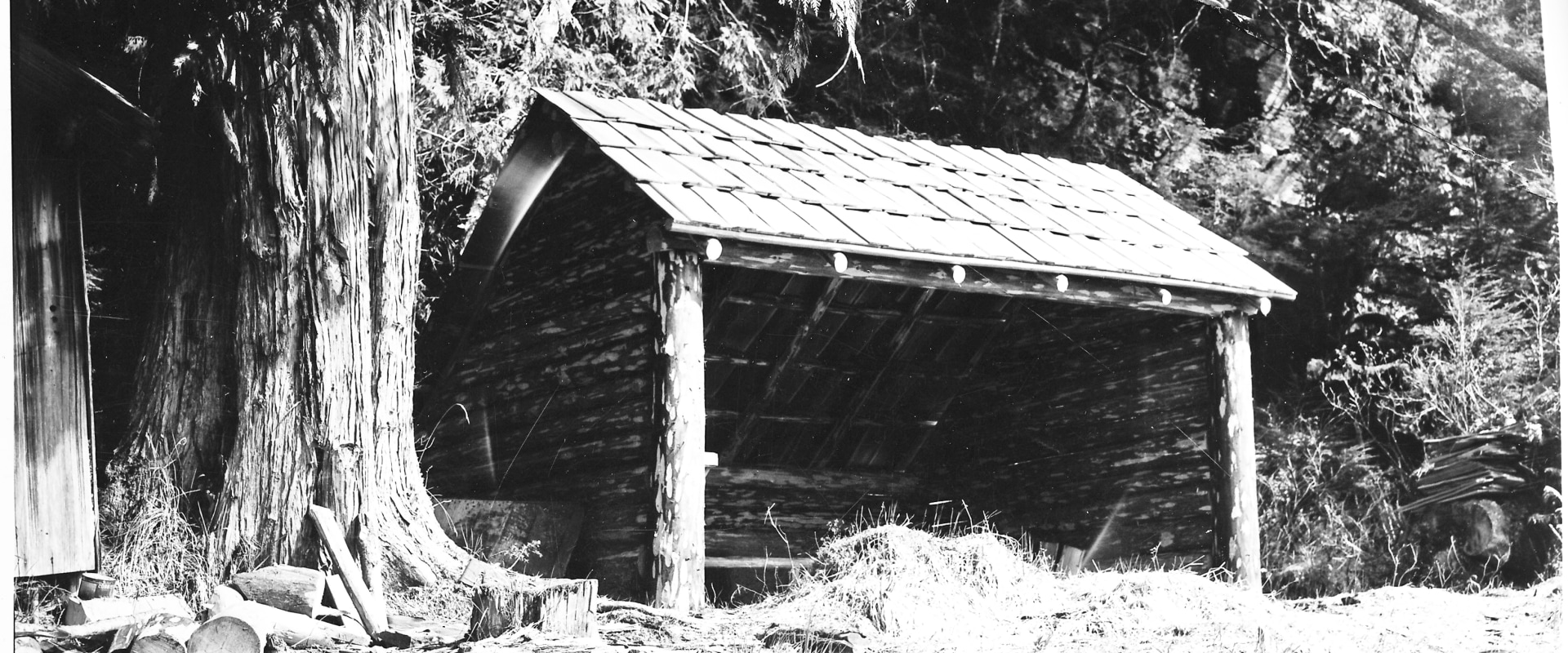 Repairing Structures in the Forest: A Guide
